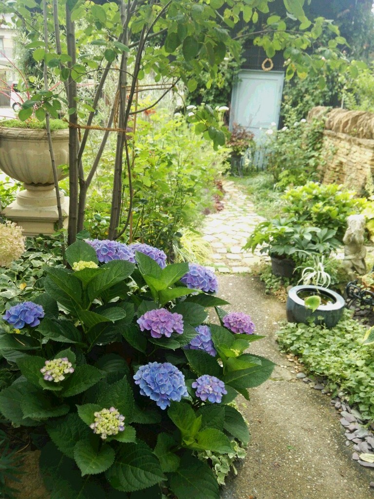 紫陽花の季節16 アルムさんの庭 花 ガーデン写真集 みんなのガーデニング写真集