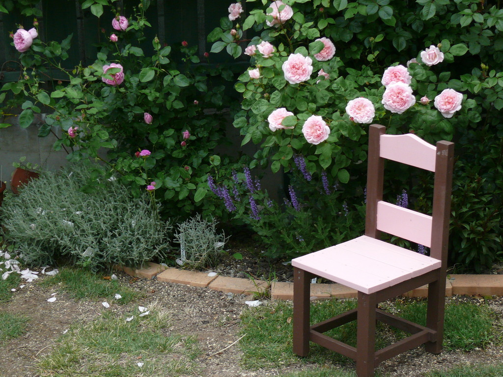 手作りアポロチョコカラ 椅子 Hiroさんの庭 花 ガーデン写真集 みんなのガーデニング写真集
