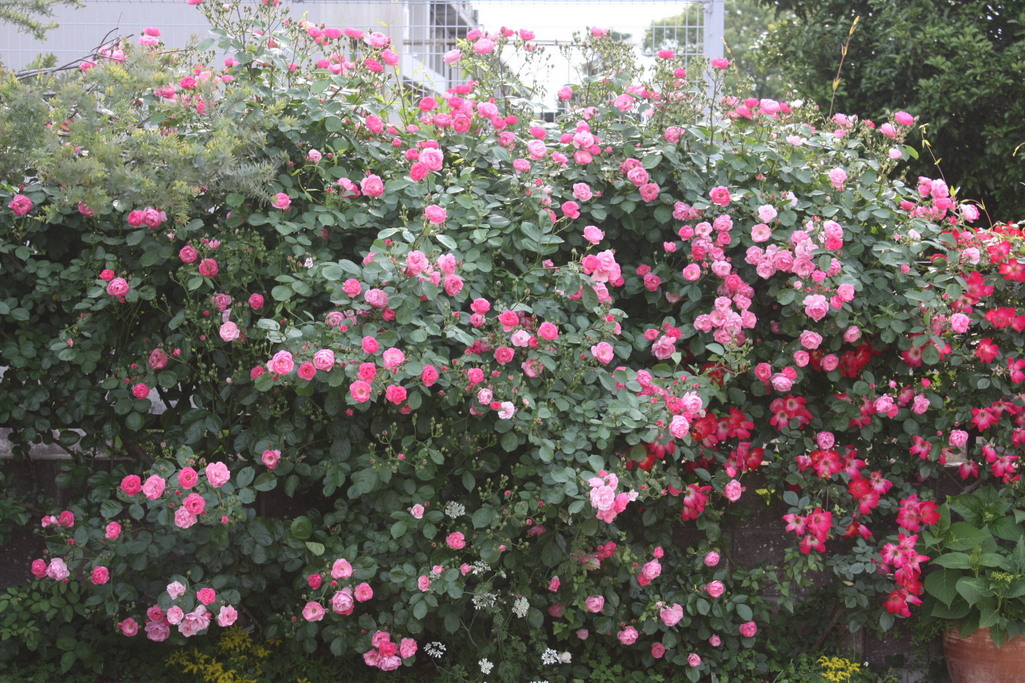 ベストコレクション アンジェラ 花 アンジェラ 花