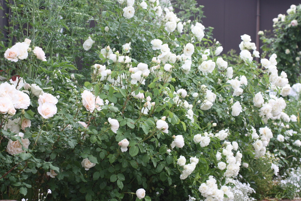 白いバラの庭 Dreamroseさんの庭 花 ガーデン写真集 みんなのガーデニング写真集