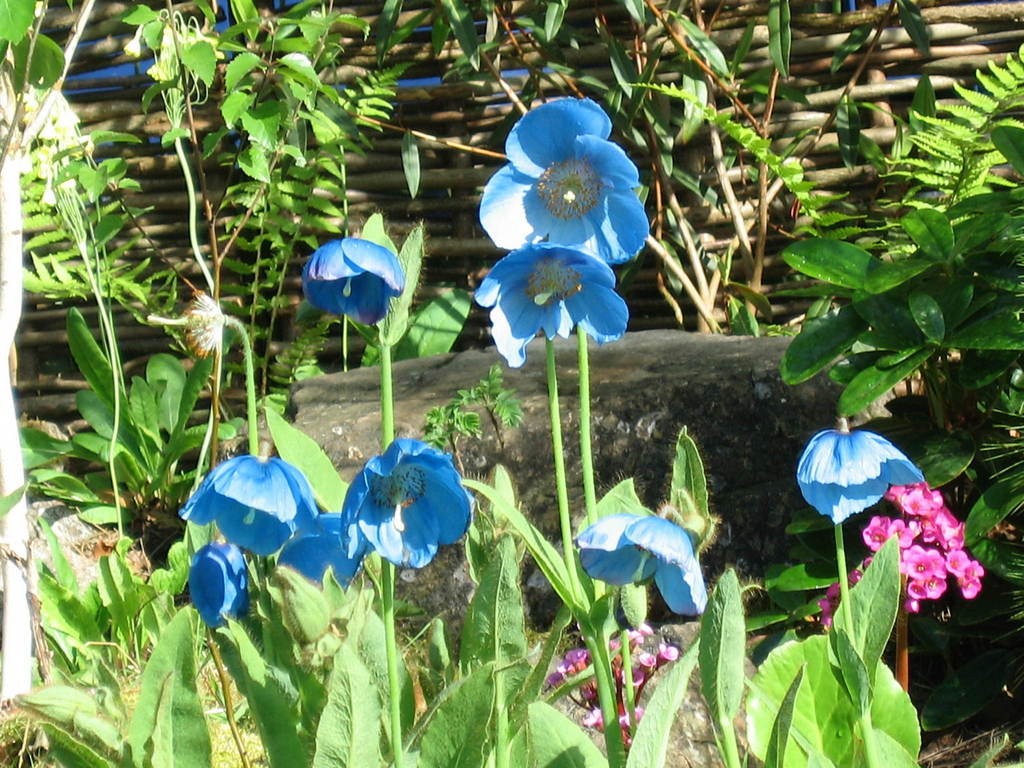 すごい青色の花 Kotasugiさんの庭 花 ガーデン写真集 みんなのガーデニング写真集