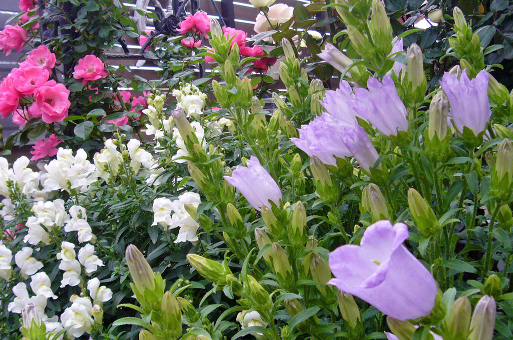 カンパニュラ メディウム おーちゃんさんの庭 花 ガーデン写真集 みんなのガーデニング写真集