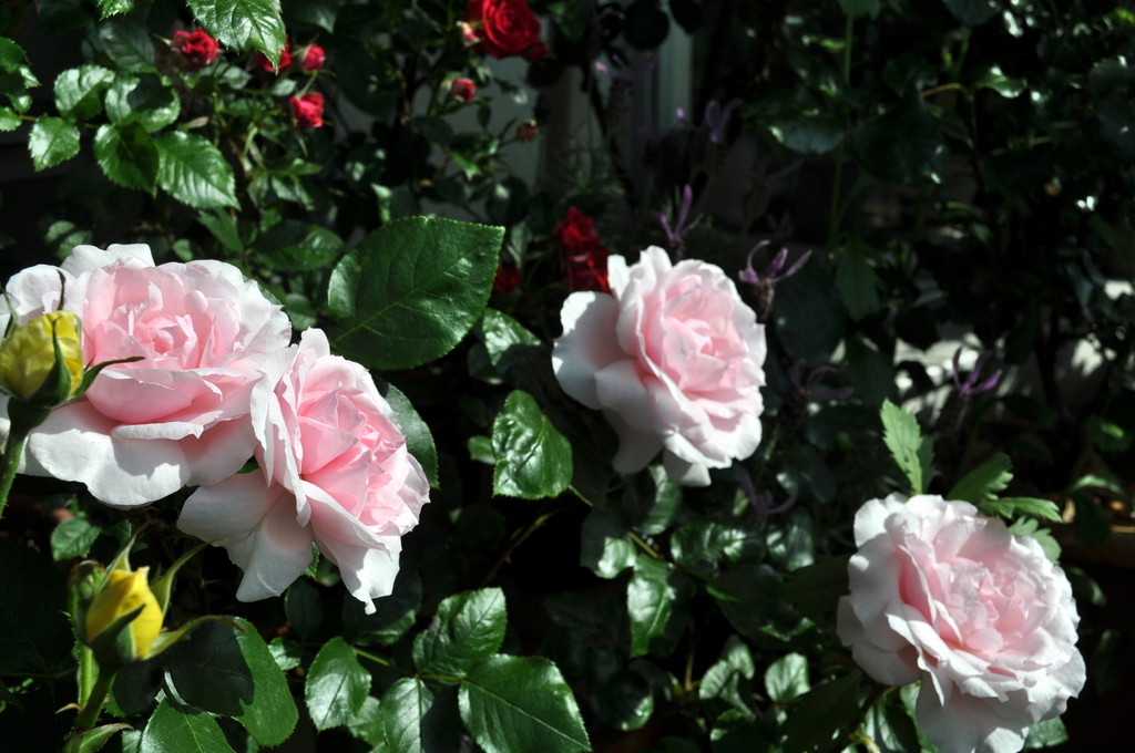 可愛いプチトリアノン ミモザ15さんの庭 花 ガーデン写真集 みんなのガーデニング写真集