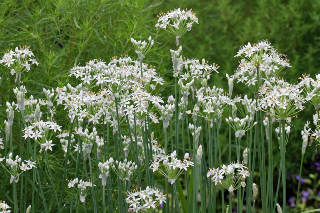 白い花 ニラの花 Kaminytuさんの庭 花 ガーデン写真集 みんなのガーデニング写真集