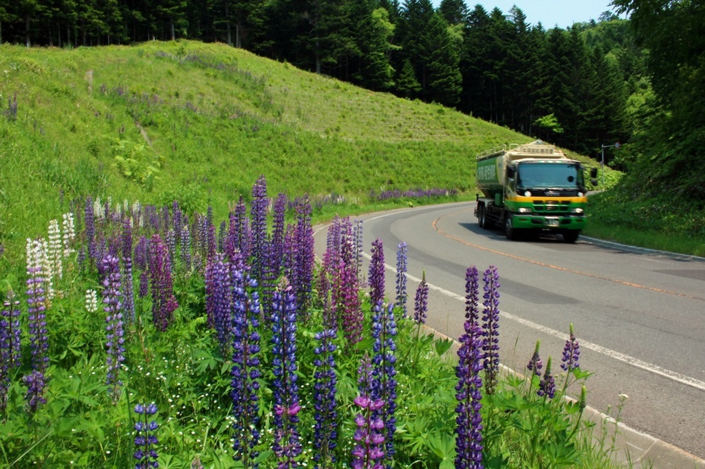 ルピナスはやっぱり北海道 Poirotさんの庭 花 ガーデン写真集 みんなのガーデニング写真集