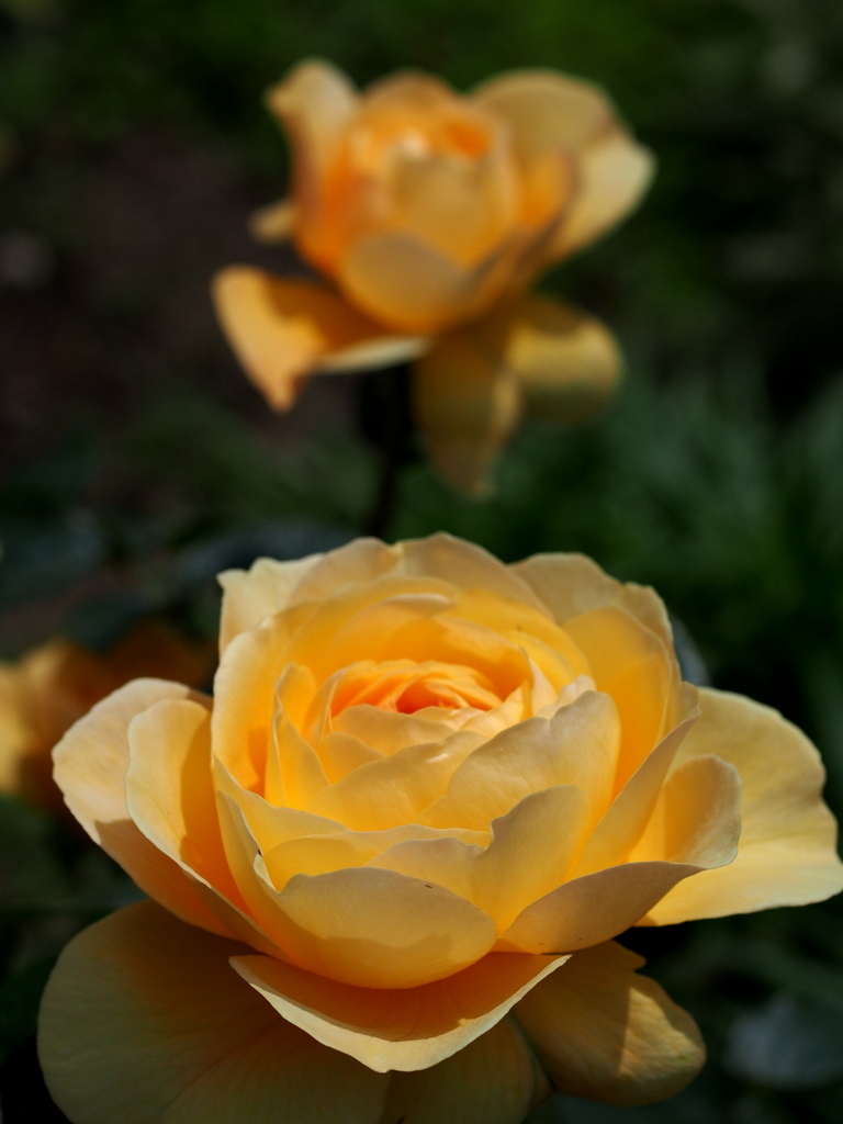 薔薇 ジーン ティアニー ｇｅｎ Toshinonさんの庭 花 ガーデン写真集 みんなのガーデニング写真集