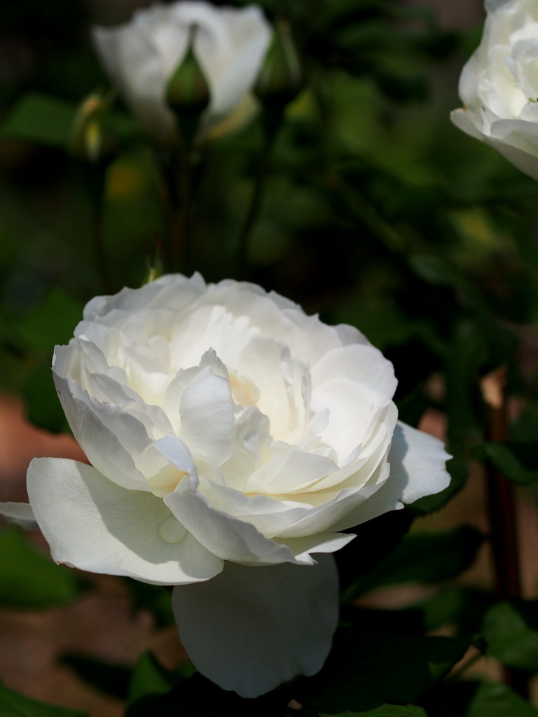 薔薇 しずく 京阪 Toshinonさんの庭 花 ガーデン写真集 みんなのガーデニング写真集