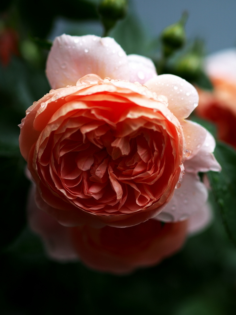 薔薇 エブリン ｅｒ Toshinonさんの庭 花 ガーデン写真集 みんなのガーデニング写真集