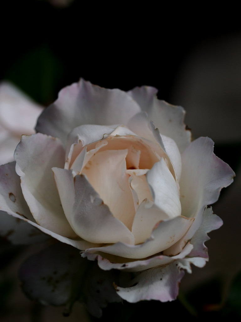 薔薇 ル ブラン Toshinonさんの庭 花 ガーデン写真集 みんなのガーデニング写真集