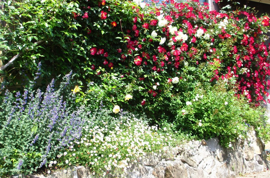 つるバラ カクテルの壁 山奥でさんの庭 花 ガーデン写真集 みんなのガーデニング写真集