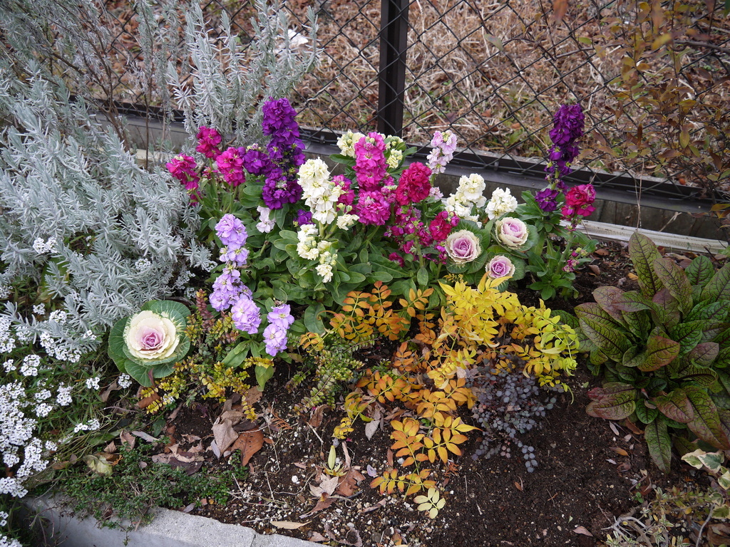 冬の花壇 トロさんの庭 花 ガーデン写真集 みんなのガーデニング写真集